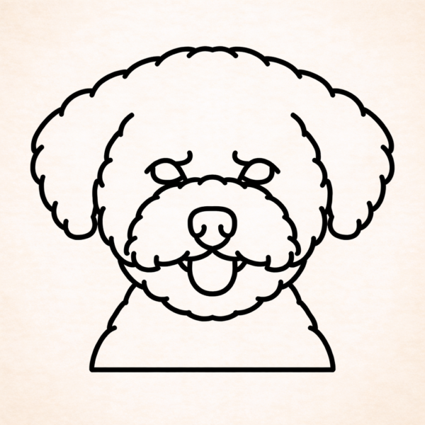 Bichon Frise