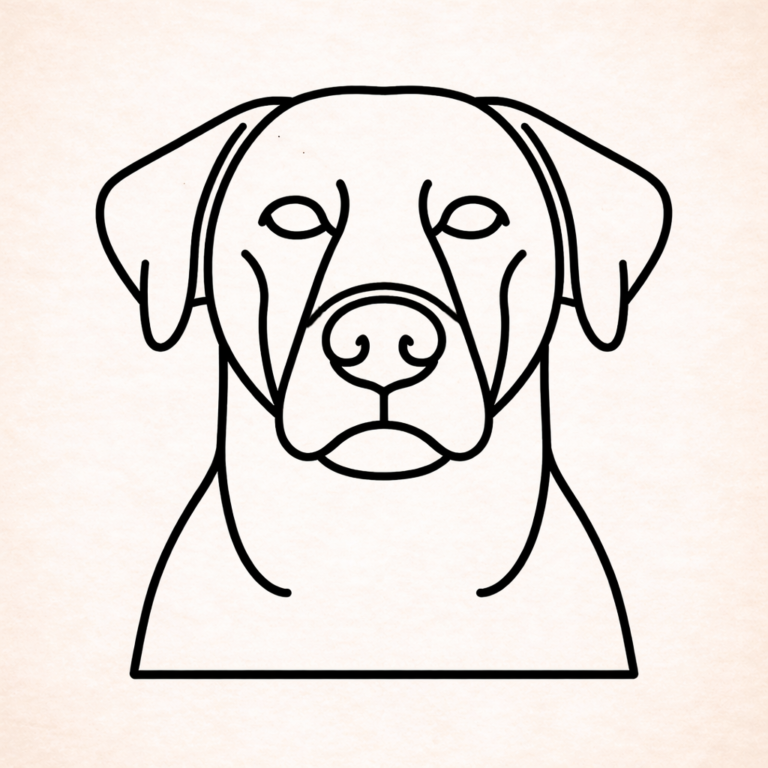 Borador