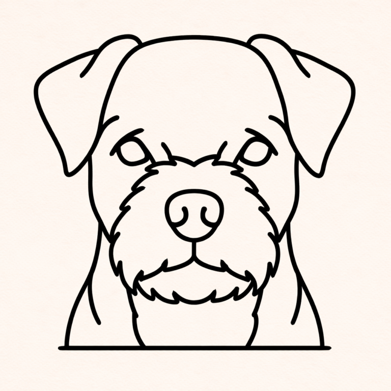 Border terrier