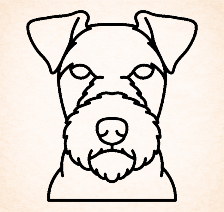 Lakeland terrier