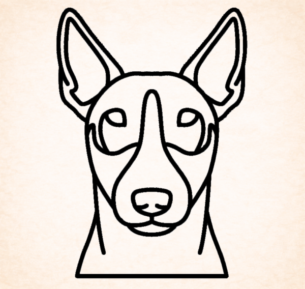 Miniature bull terrier