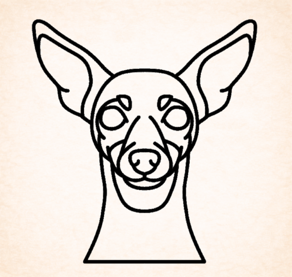 Miniatuur amerikaanse herder