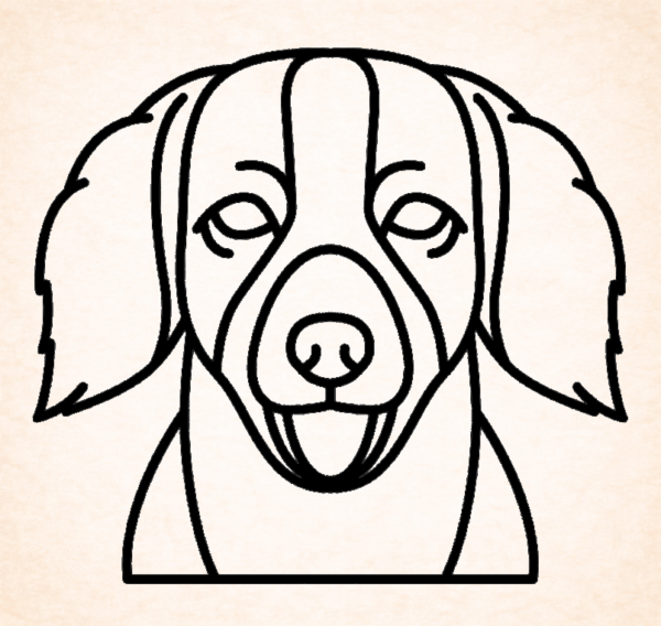 Nederlandse kooikerhond