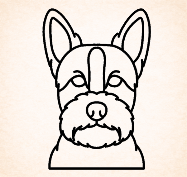 Portugese Podengo Pequeno