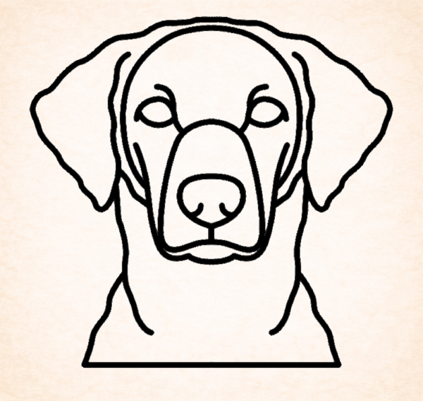 Retriever (Curly-Coated)