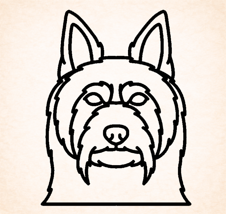 Silky terrier