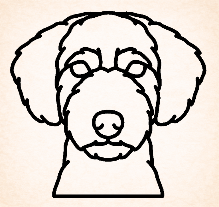 Spaanse waterhond