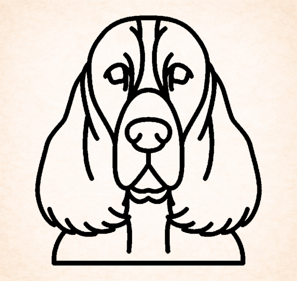 Spaniel (English Springer)