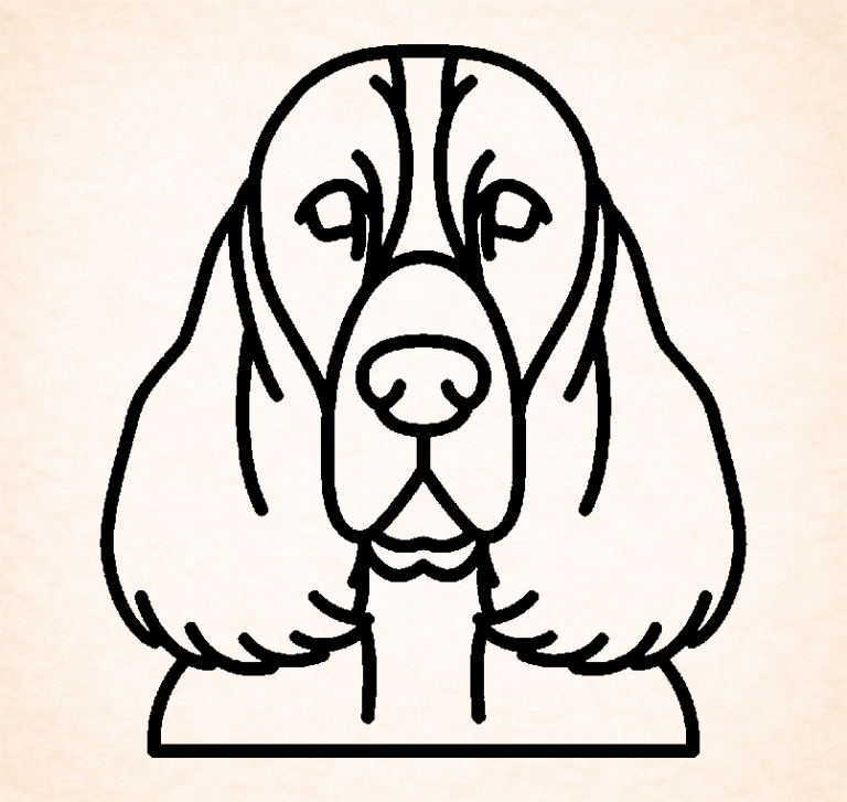 Spaniel (English Springer)