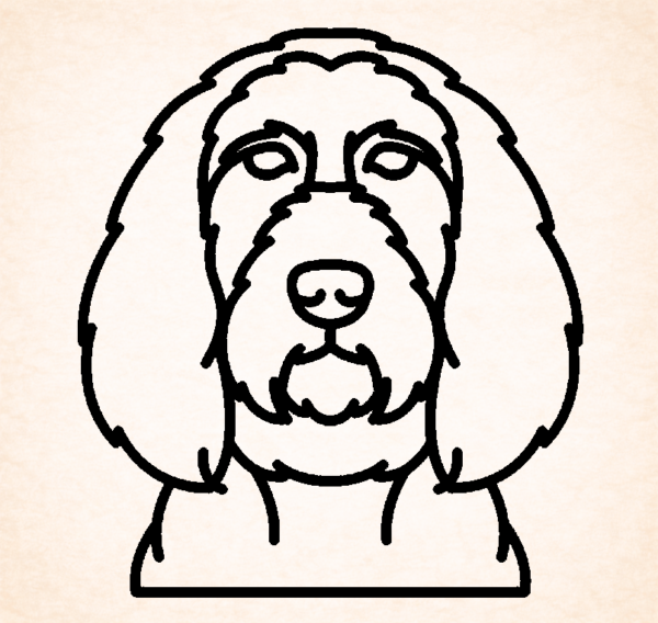 Spinone Italiano