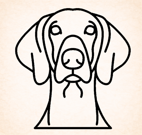 Weimaraner