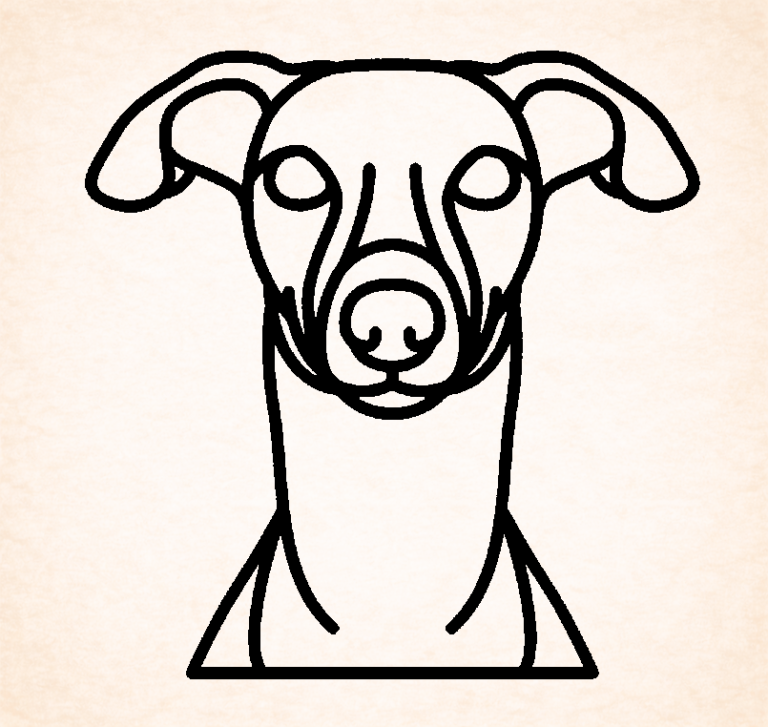 Whippet