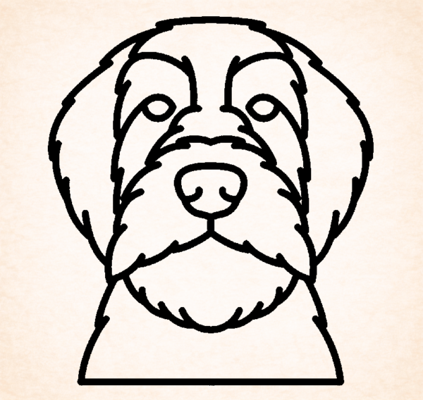 Wirehaired Pointing Griffon